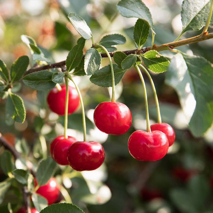 Tart Cherry with Cardamon and Port