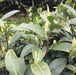 Anji Bai Cha pale green tea bud sets on the bush