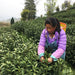 Anji Bai Cha green tea leaf picking